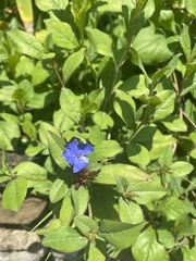 Ceratostigma plumbaginoides