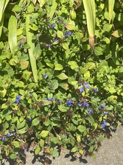 Ceratostigma plumbaginoides