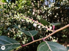 Gaultheria acuminata