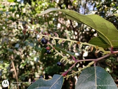 Gaultheria acuminata