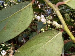 Gaultheria acuminata