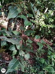 Gaultheria acuminata