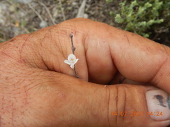 Carlowrightia