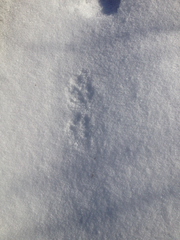 Canis latrans thamnos