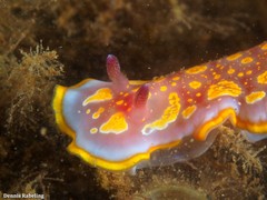 Felimida luteopunctata