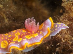 Felimida luteopunctata