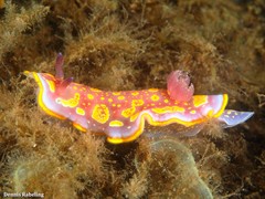 Felimida luteopunctata