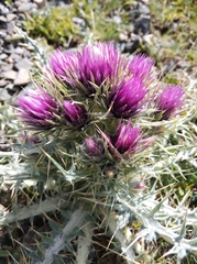 Carduus carlinoides
