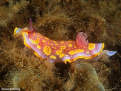 Felimida luteopunctata