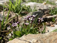 Arabis caerulea