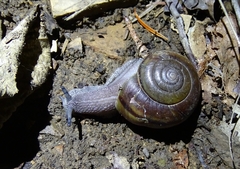 Helminthoglypta phlyctaena