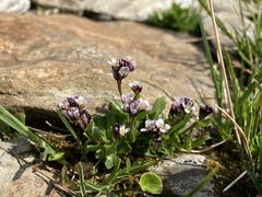 Arabis caerulea