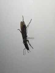 Camponotus mirabilis