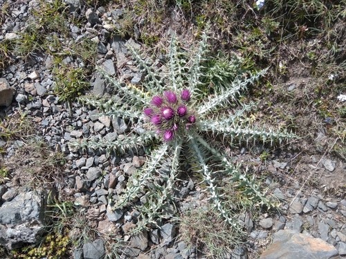 Image of Carduus carlinoides by (c) Ben Costamagna, some rights reserved (CC BY)