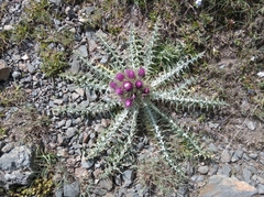 Carduus carlinoides