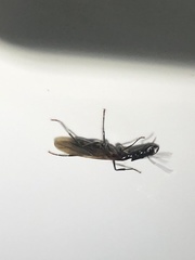 Camponotus mirabilis