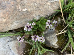 Arabis caerulea
