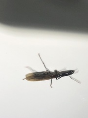 Camponotus mirabilis