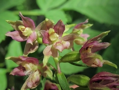 Epipactis helleborine