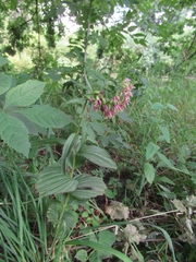 Epipactis helleborine