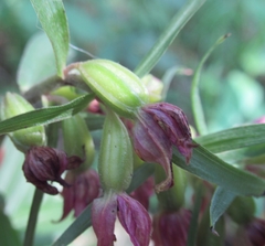 Epipactis helleborine