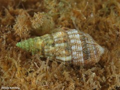 Cerithium vulgatum