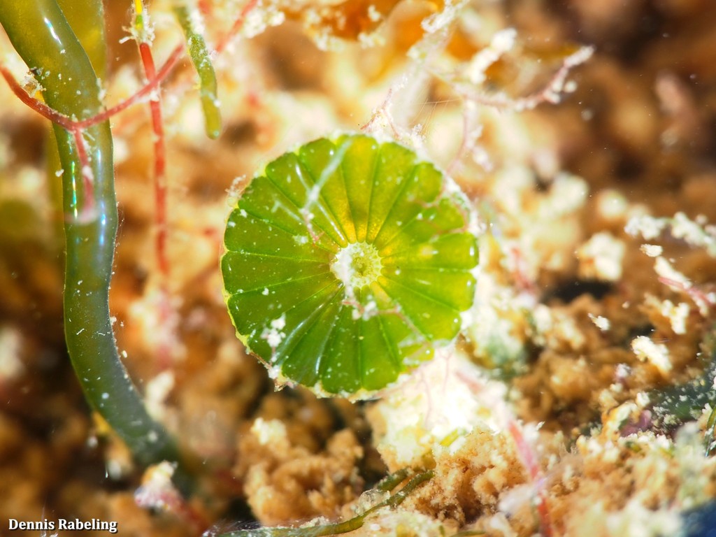 Parvocaulis parvulus