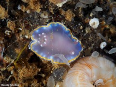 Felimida purpurea