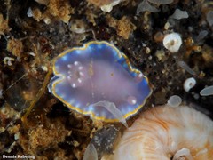 Felimida purpurea
