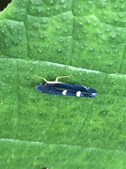 Pachitea subflava