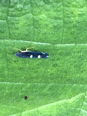 Pachitea subflava