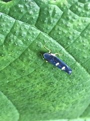 Pachitea subflava