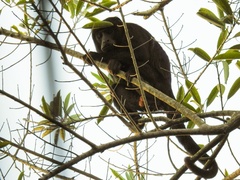 Alouatta belzebul