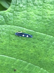 Pachitea subflava