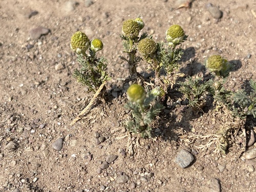 iNaturalist observation 2021-07-26