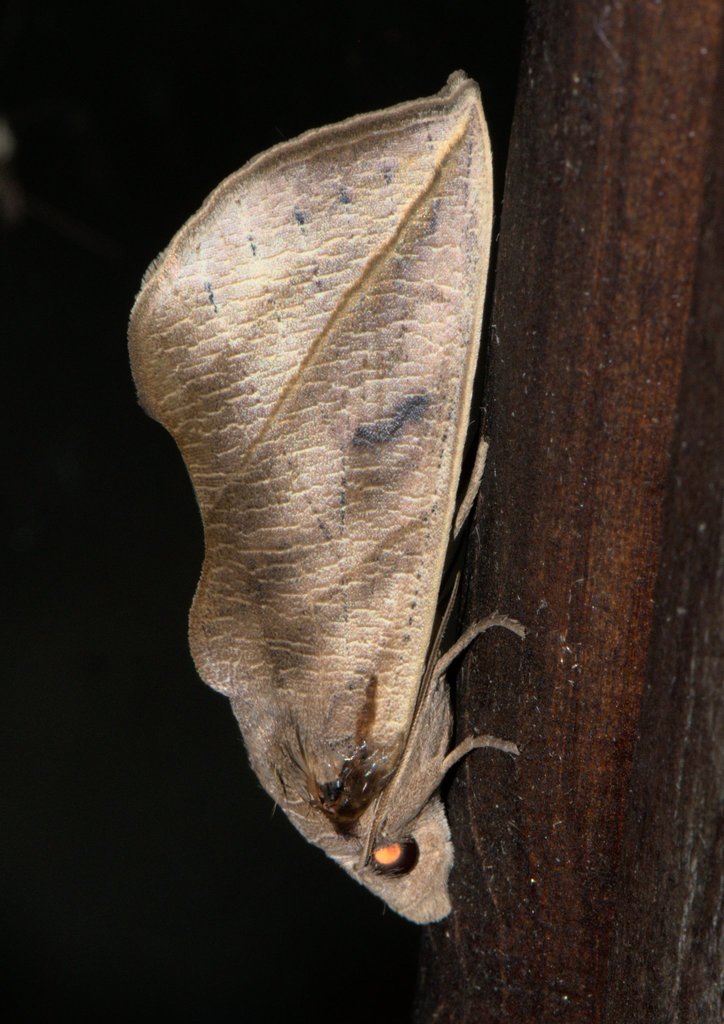 Calyptra fasciata