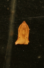 Archips micaceana
