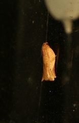 Archips micaceana