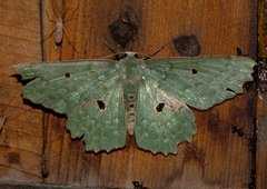 Chlorodontopera discospilata