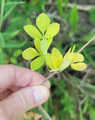 Taenidia integerrima