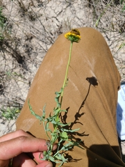 Helianthus ciliaris