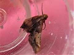 Pyralis pictalis