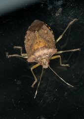 Pentatoma laeviventris