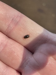 Nebrioporus macronychus