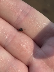 Nebrioporus macronychus