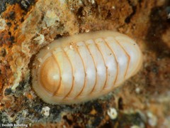 Leptochiton algesirensis