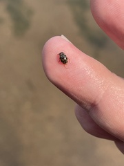 Nebrioporus macronychus