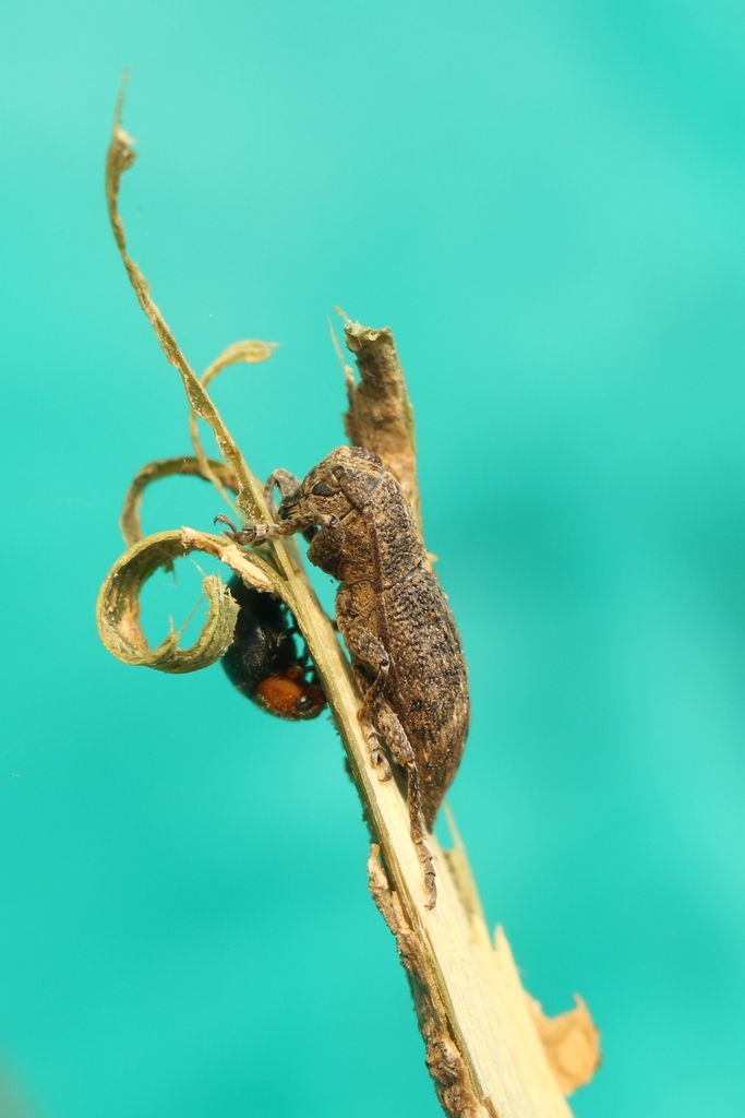 Aconodes