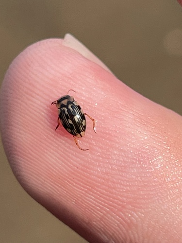 Large-clawed Predaceous Diving Beetle