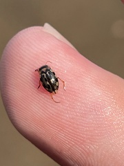 Nebrioporus macronychus